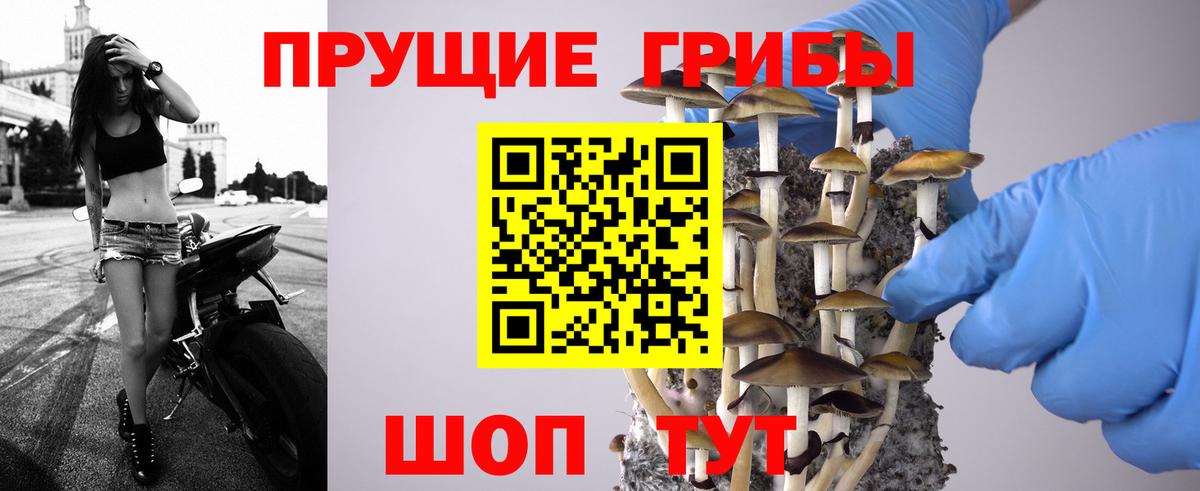 Галлюциногенные грибы Psilocybine cubensis Сосновоборск